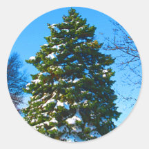 Árbol de hoja perenne en invierno etiquetas  
