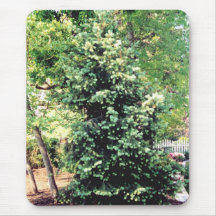 árbol de hoja perenne tapetes de ratones