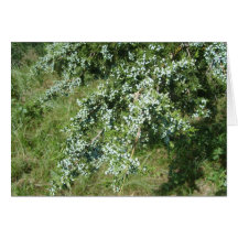 árbol de hoja perenne tarjetas
