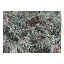Árbol de hoja perenne tarjeton