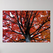 Árbol de la caída poster
