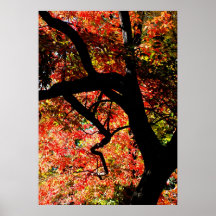 Árbol de la caída posters