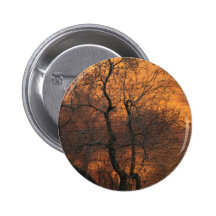 Árbol de la fiebre del oro pins