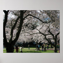 árbol de la flor poster