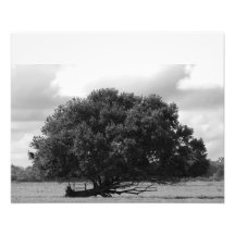 Árbol de la fotografía de la bella arte de la vida