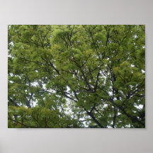 Árbol de la primavera posters