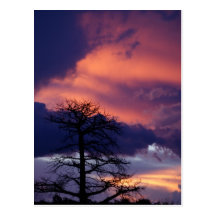 Árbol de la puesta del sol los robles postal