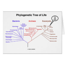 Árbol de la vida filogenético - usted está aquí (l tarjetón