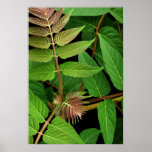 Árbol de las hojas del cielo posters