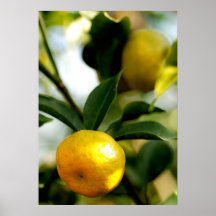 Árbol de limón posters
