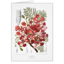 Árbol de llama (regia del Delonix) Tarjetas