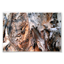 Árbol de Melaleuca Paperbark Impresion Fotografica