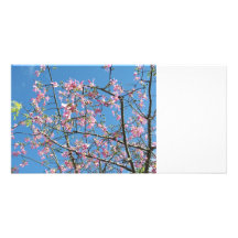 Árbol de orquídea con el cielo azul tarjetas fotograficas 