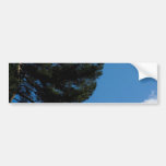 Árbol de pino Agains el cielo azul con algún Cloul Etiqueta De Parachoque