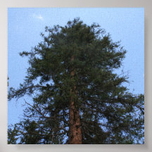Árbol de pino posters