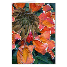 Árbol de tulipán africano Notecard Tarjeton