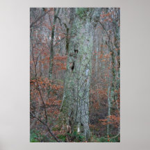 Árbol del agujero poster