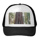 Árbol del coche de la secoya gorras de camionero