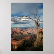 Árbol del Gran Cañón Poster