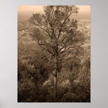 Árbol del horizonte poster