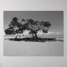 Árbol del mangle en la playa vacía, Daintree Poster