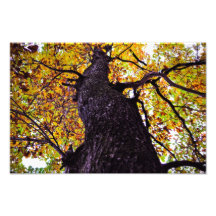 Árbol del otoño cojinete
