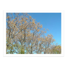 árbol del otoño tarjeta postal