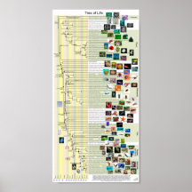 Árbol del poster de la evolución de la vida