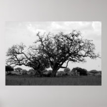 Árbol del safari poster