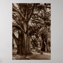 ¡ÁRBOL DEL TEJO EN UN CEMENTERIO VIEJO! POSTER