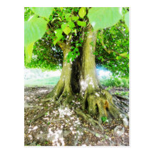 Árbol del verano tarjetas postales