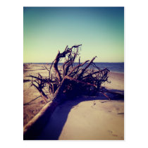 Árbol desarraigado en la playa tarjetas postales