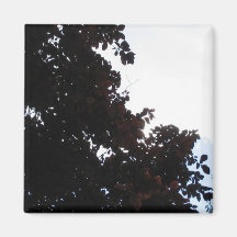Árbol en blanco imanes de nevera