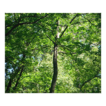 Árbol en el bosque impresión fotográfica