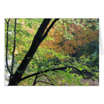 Árbol en la orilla tarjetas