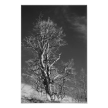 Árbol en Yellowstone Impresiones Fotográficas