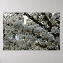 Árbol floreciente blanco impresiones