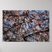 Árbol floreciente impresiones