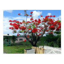 Árbol floreciente rojo en la yarda de Antigua Tarjeta Postal