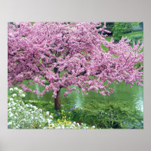 Árbol floreciente rosado sobre el agua poster