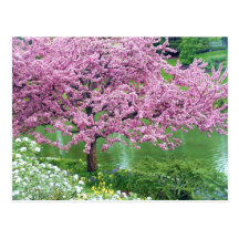 Árbol floreciente sobre el agua postal