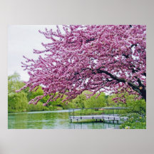 Árbol floreciente sobre laguna poster