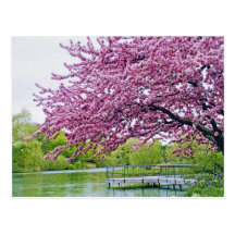 Árbol floreciente sobre laguna tarjeta postal