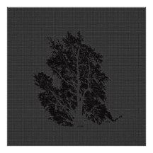 árbol fotografia