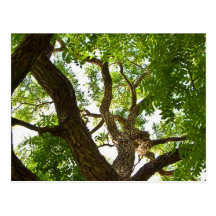 Árbol grande postal