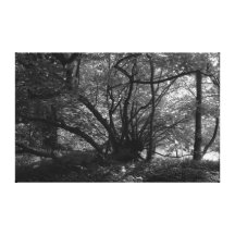 Árbol inusual, parque del Bute, Cardiff, País de G Impresión En Lona Estirada
