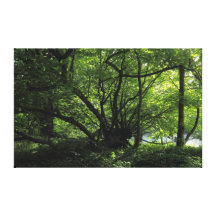 Árbol inusual, parque del Bute, Cardiff, País de G Impresiones En Lienzo Estiradas
