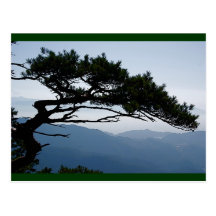 Árbol japonés y visión postal