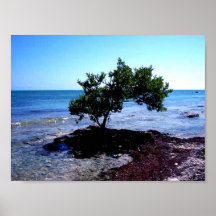 Árbol - Key West, la Florida Impresiones