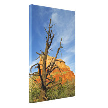 Árbol muerto del paisaje de la montaña de Sedona Lona Estirada Galerias